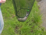 <h5>Forellenangeln 2011</h5>