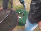 <h5>Königsangeln 2011</h5>