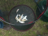 <h5>Königsangeln 2011</h5>