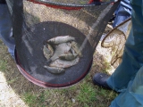 <h5>Koppelangeln 2011</h5>